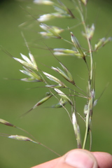 Trisetum turcicum