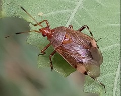 Deraeocoris olivaceus