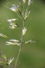 Trisetum turcicum