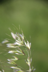 Trisetum turcicum