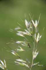 Trisetum turcicum