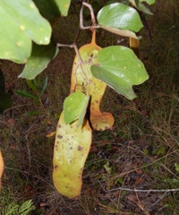 Piliostigma thonningii