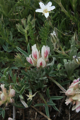 Trifolium dasyphyllum