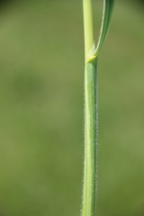 Trisetum turcicum