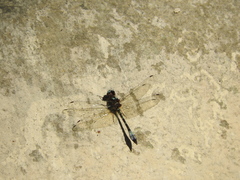 Macrothemis pseudimitans
