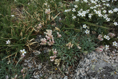 Trifolium dasyphyllum