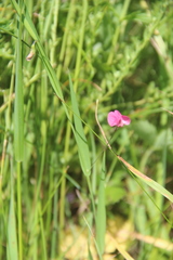 Lathyrus nissolia