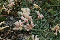 Trifolium dasyphyllum