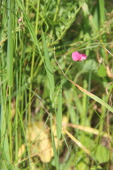 Lathyrus nissolia