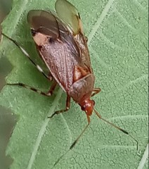 Deraeocoris olivaceus
