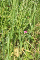Lathyrus nissolia