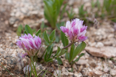 Trifolium parryi