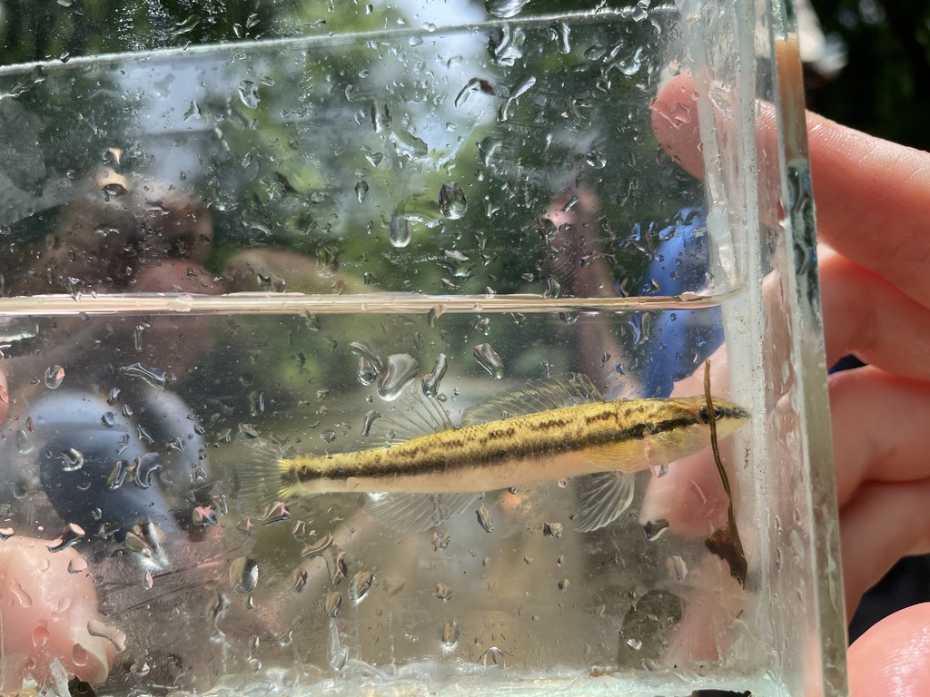 Goldline darter (Percina aurolineata) — Percidae
