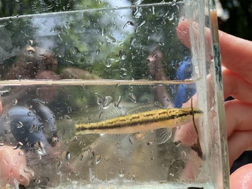 Goldline darter (Percina aurolineata) — Percidae