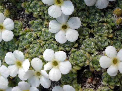 Androsace helvetica (L.) All.