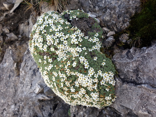 Primeln (Primula): Herkunft und Verwendung — Foto 1