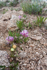 Trifolium parryi