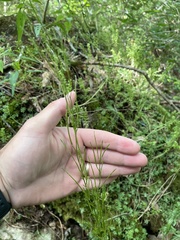 Arabis georgiana