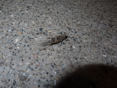 Trimerotropis pseudofasciata