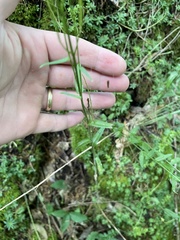Arabis georgiana