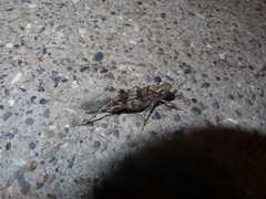 Trimerotropis pseudofasciata