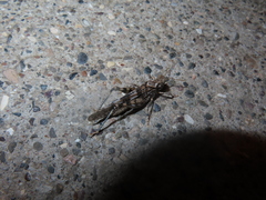 Trimerotropis pseudofasciata