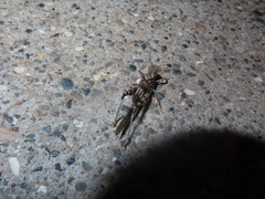 Trimerotropis pseudofasciata