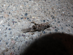 Trimerotropis pseudofasciata