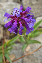 Penstemon procerus tolmiei