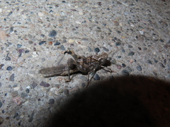 Trimerotropis pseudofasciata