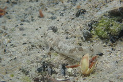 Bathygobius antilliensis