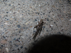 Trimerotropis pseudofasciata