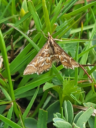 vijačka písmenková (Diasemia reticularis)