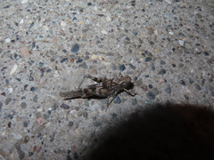 Trimerotropis pseudofasciata