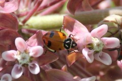 Hippodamia glacialis