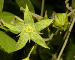 Gonolobus grandiflorus