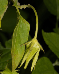 Gonolobus grandiflorus