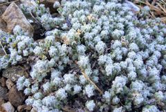 Teucrium cyprium