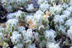 Teucrium cyprium