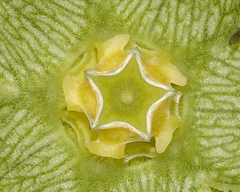 Gonolobus grandiflorus