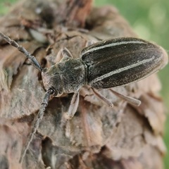 Neodorcadion bilineatum
