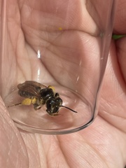 Andrena labialis