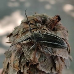 Neodorcadion bilineatum