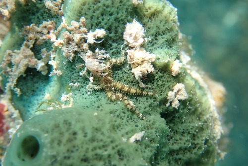 Ophiocomella ophiactoides