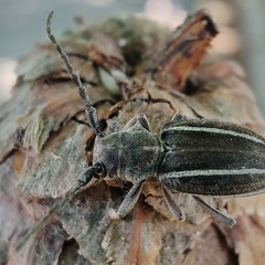Neodorcadion bilineatum