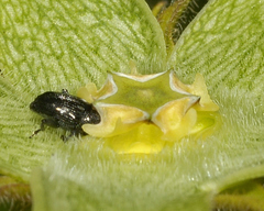 Gonolobus grandiflorus