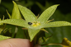 Gonolobus grandiflorus