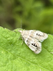 Prochoreutis extrincicella