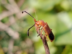 Cordylocera livida