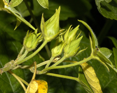 Gonolobus grandiflorus